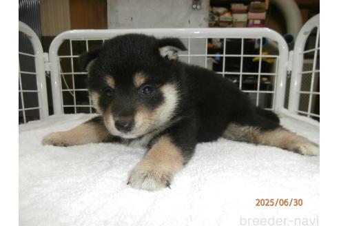 販売中の大阪府の柴犬-396766の3枚目